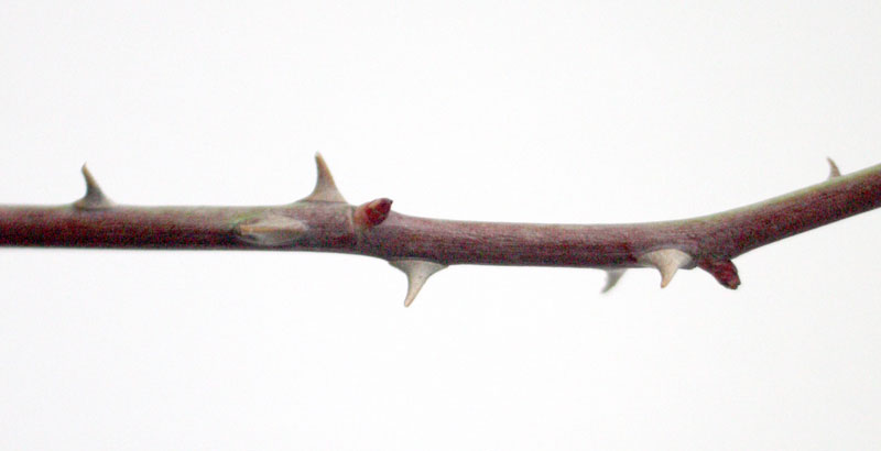 espines-rosa-sant-jordi